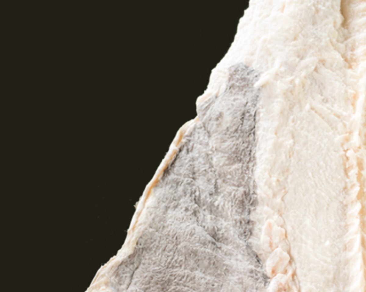 Dried salted cod — the white flesh and the dark skin side, close to